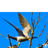 گونه شاهین دودی Sooty Falcon